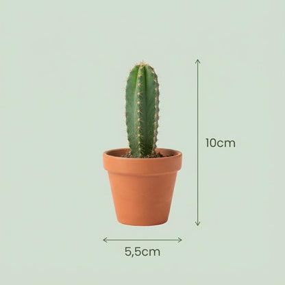 Mini Cactus Set van 9 - Forestbloom