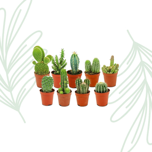 Mini Cactus Set van 9 - Forestbloom