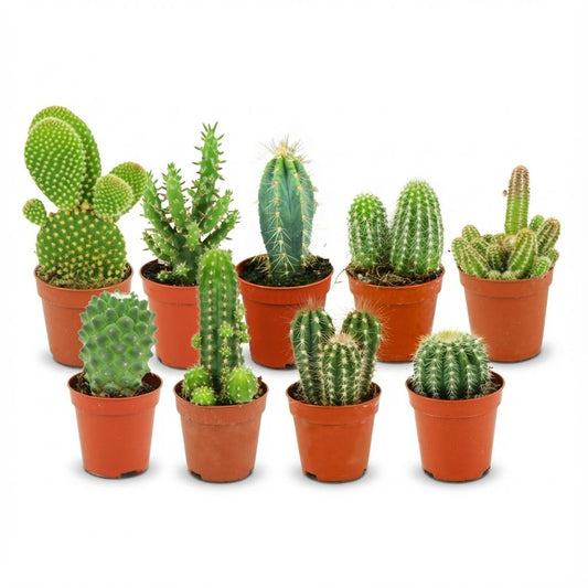 Mini Cactus Set van 9 - Forestbloom
