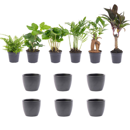 Mini planten set van 6 met pot set Boule Antraciet - Forestbloom