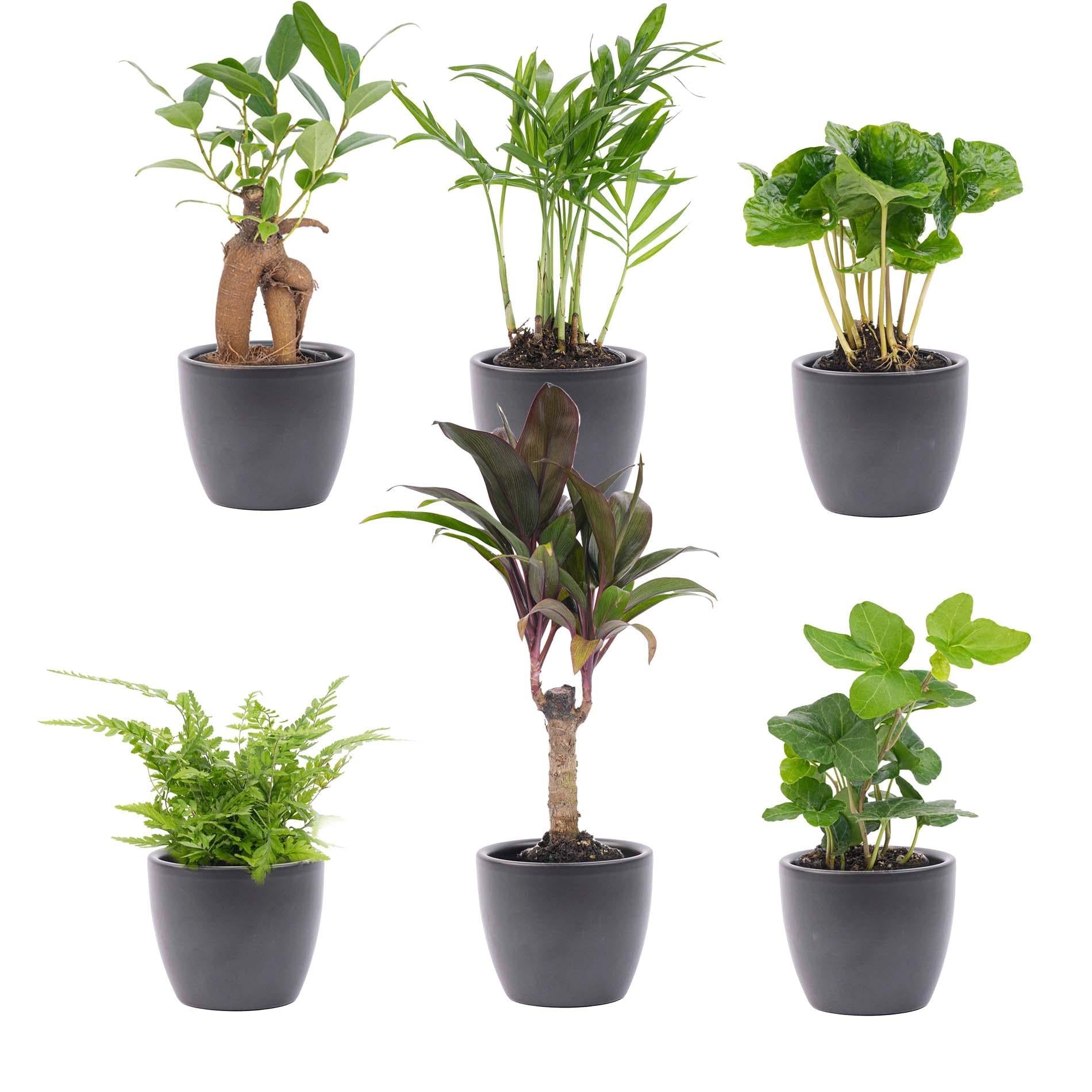 Mini planten set van 6 met pot set Boule Antraciet - Forestbloom