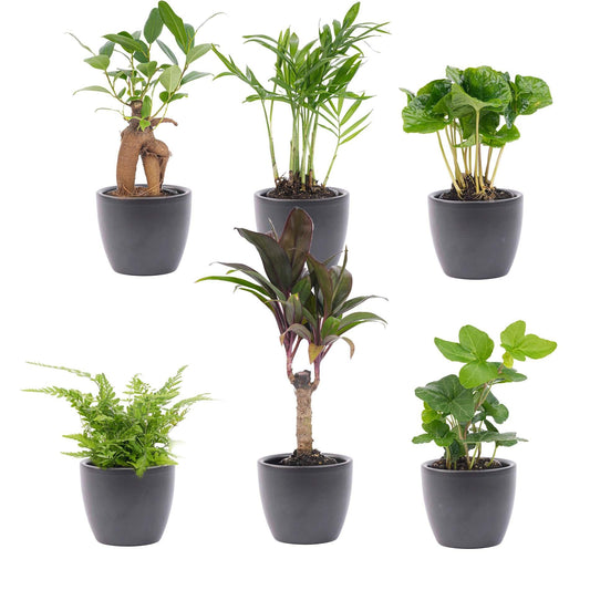 Mini planten set van 6 met pot set Boule Antraciet - Forestbloom