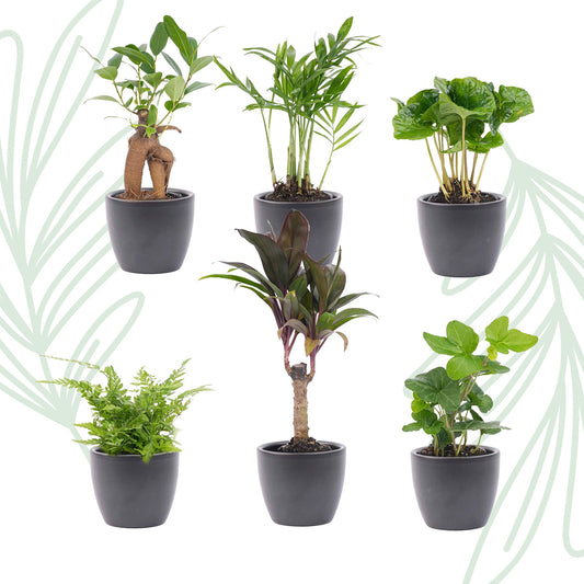 Mini planten set van 6 met pot set Boule Antraciet - Forestbloom
