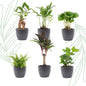 Mini planten set van 6 met pot set Boule Antraciet - Forestbloom