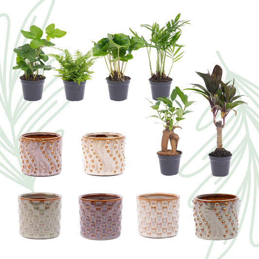 Mini planten set van 6 met pot set Madrid - Forestbloom