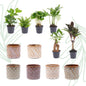 Mini planten set van 6 met pot set Madrid - Forestbloom