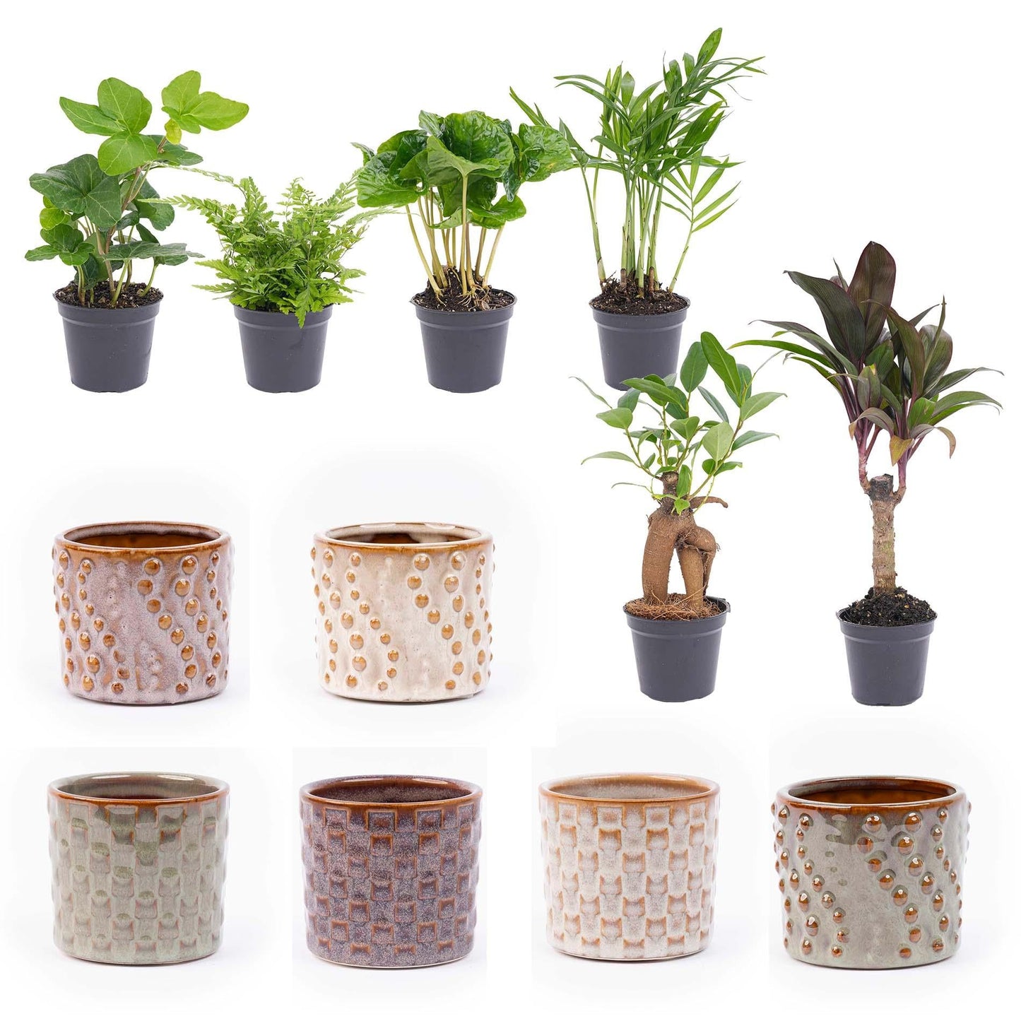Mini planten set van 6 met pot set Madrid - Forestbloom