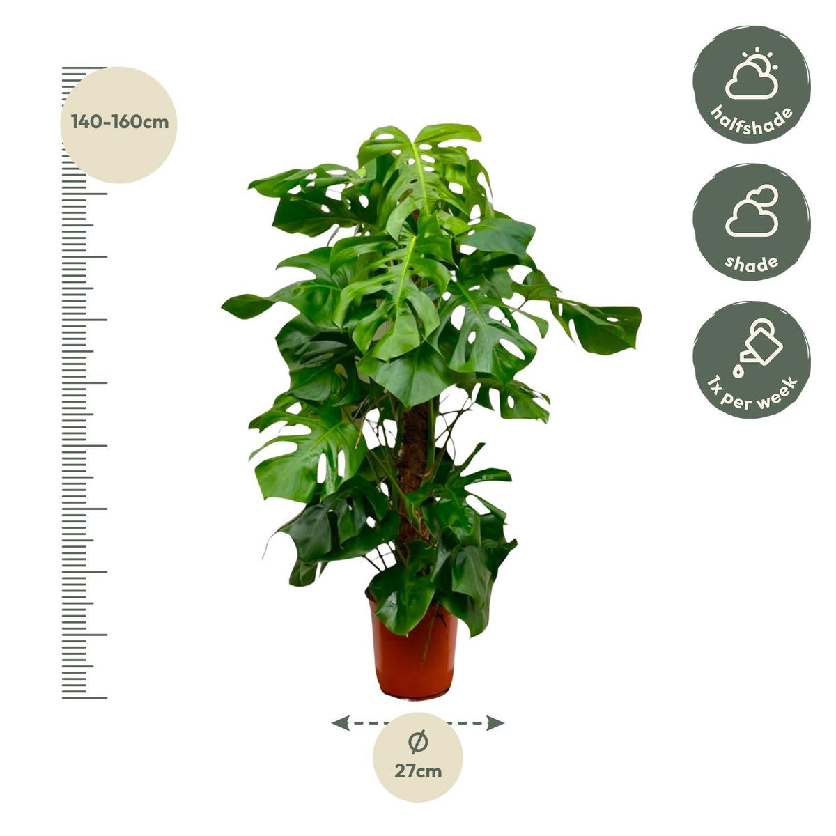 Monstera Deliciosa XXL - 150 cm - Forestbloom