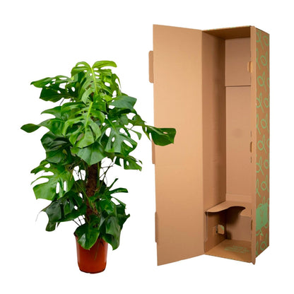 Monstera Deliciosa XXL - 150 cm - Forestbloom