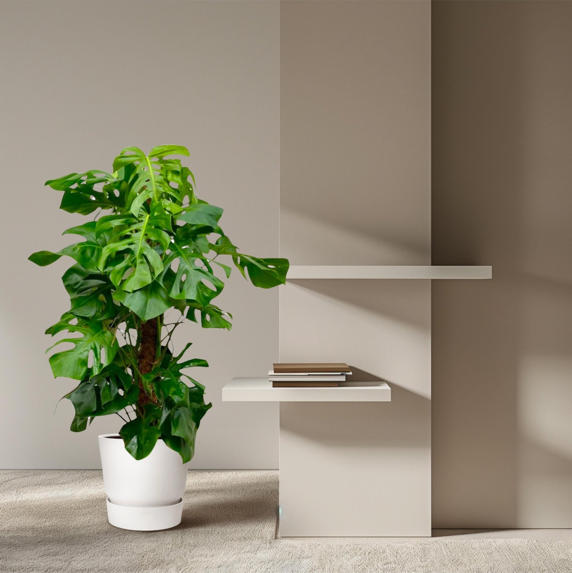 Monstera Deliciosa XXL - 150 cm - Forestbloom