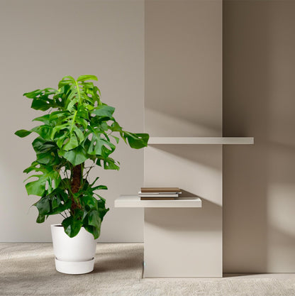 Monstera Deliciosa XXL - 150 cm - Forestbloom