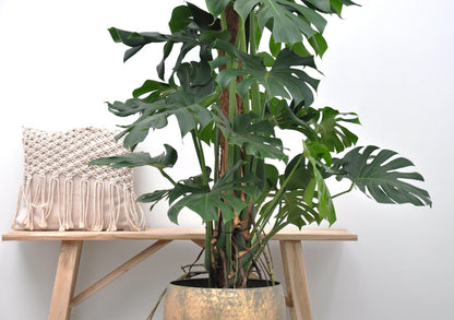 Monstera Deliciosa XXL - 150 cm - Forestbloom