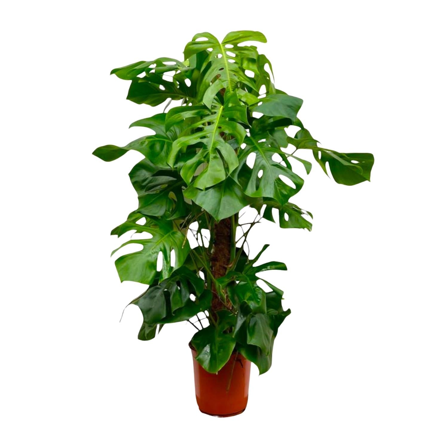 Monstera Deliciosa XXL - 150 cm - Forestbloom