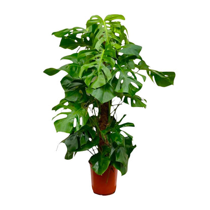 Monstera Deliciosa XXL - 150 cm - Forestbloom