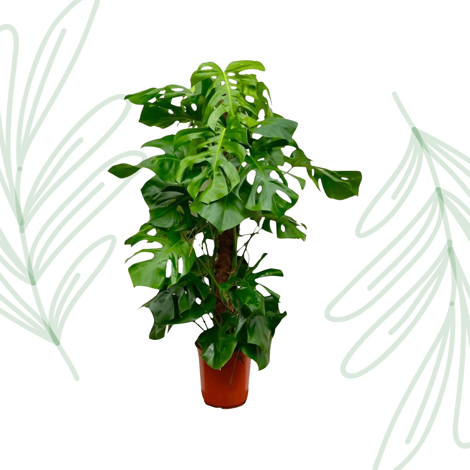 Monstera Deliciosa XXL - 150 cm - Forestbloom