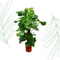 Monstera Deliciosa XXL - 150 cm - Forestbloom
