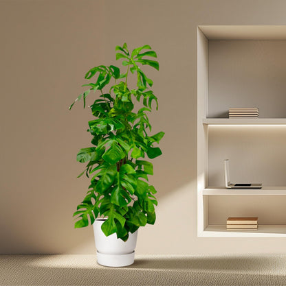 Monstera Deliciosa XXL - 180 cm - Forestbloom