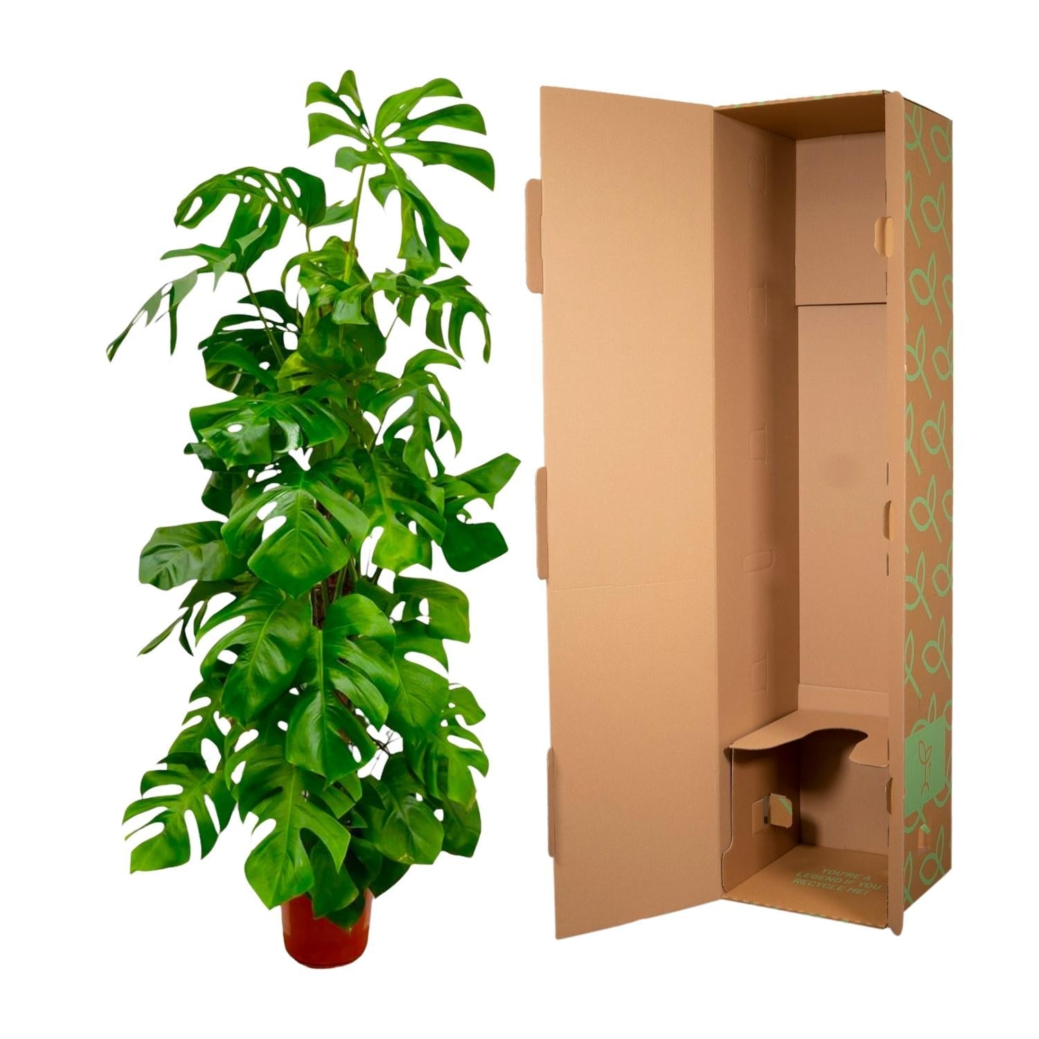 Monstera Deliciosa XXL - 180 cm - Forestbloom