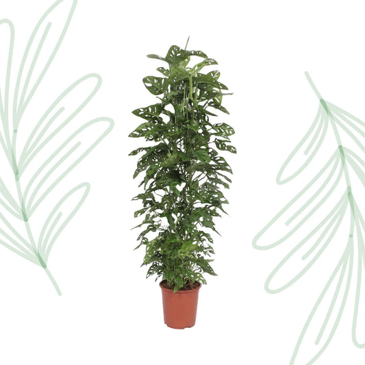 Monstera Monkey Leaf gaasrek - 180 cm - Forestbloom