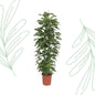 Monstera Monkey Leaf gaasrek - 180 cm - Forestbloom