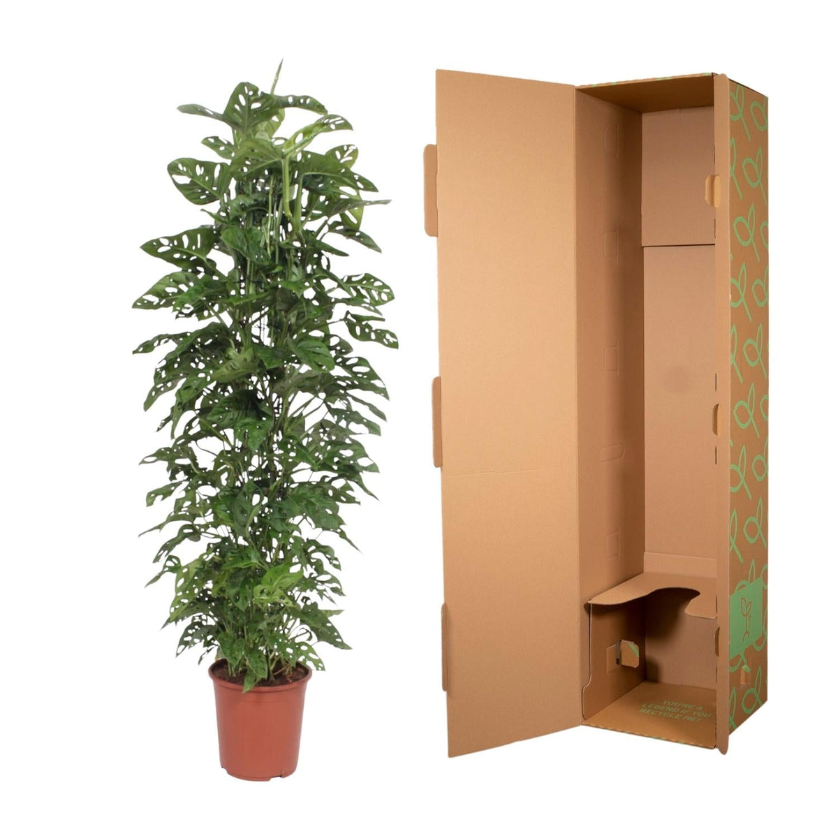 Monstera Monkey Leaf gaasrek - 180 cm - Forestbloom