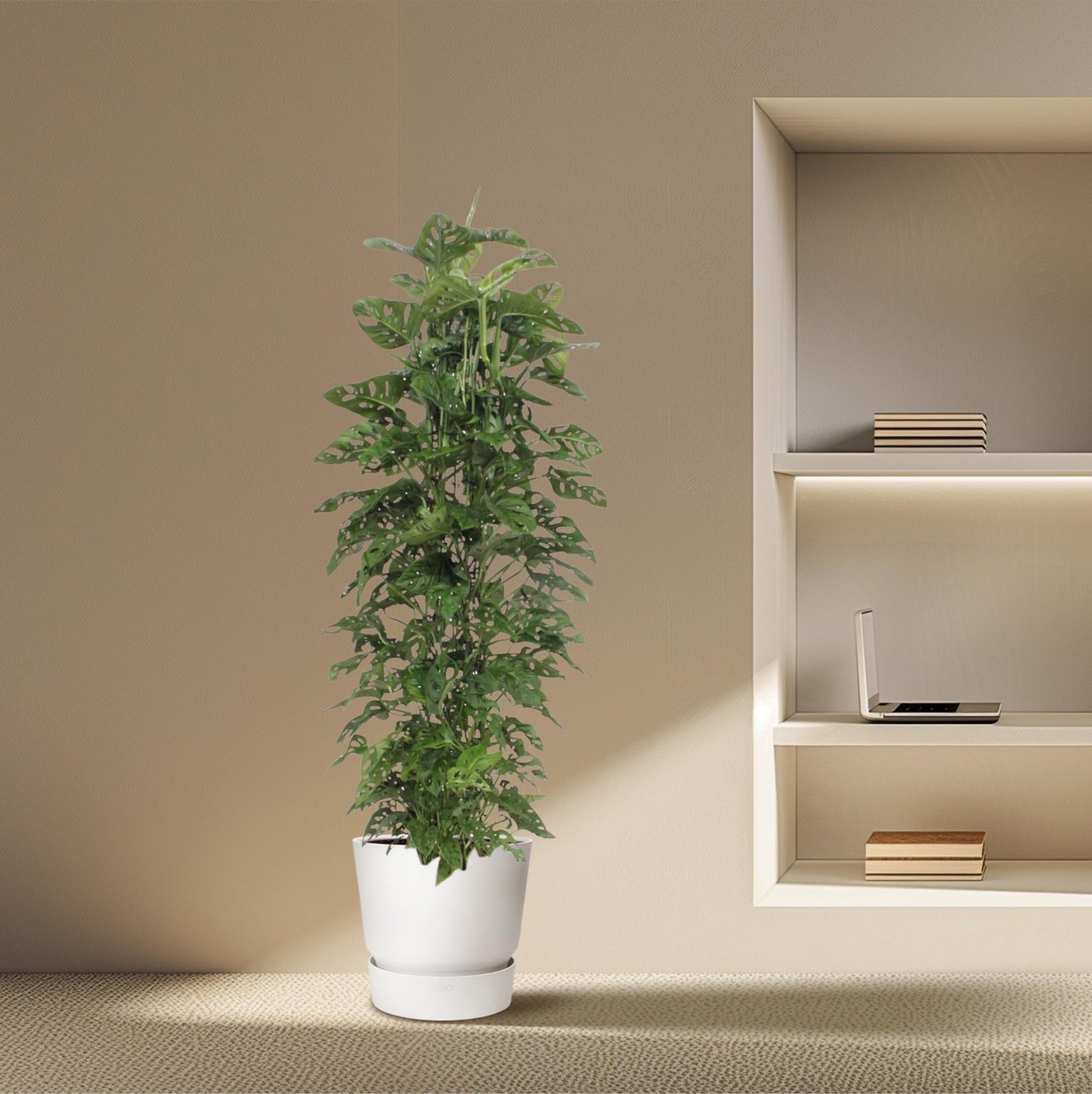 Monstera Monkey Leaf gaasrek - 180 cm - Forestbloom