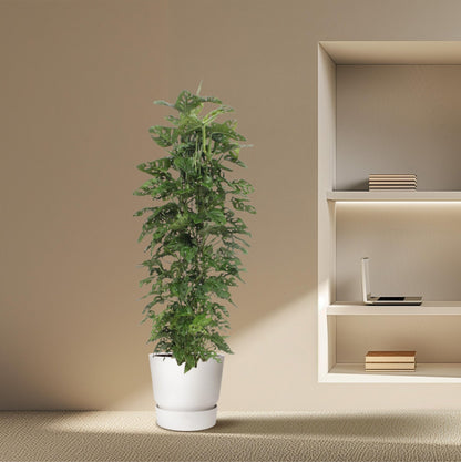 Monstera Monkey Leaf gaasrek - 180 cm - Forestbloom