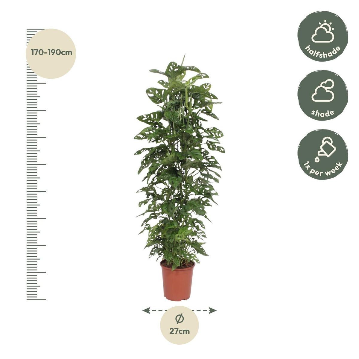 Monstera Monkey Leaf gaasrek - 180 cm - Forestbloom