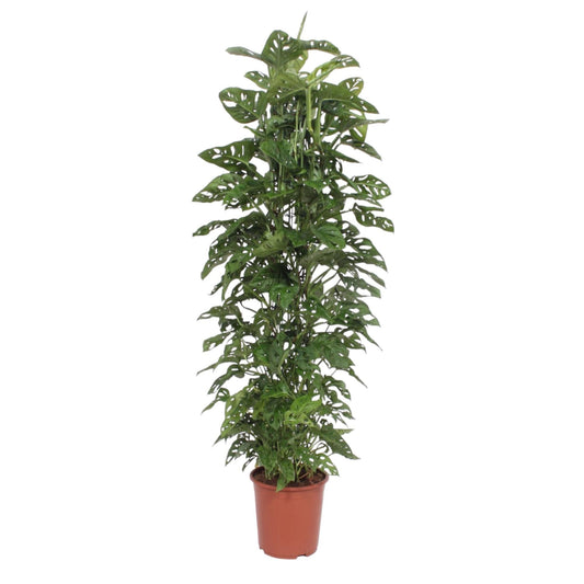 Monstera Monkey Leaf gaasrek - 180 cm - Forestbloom