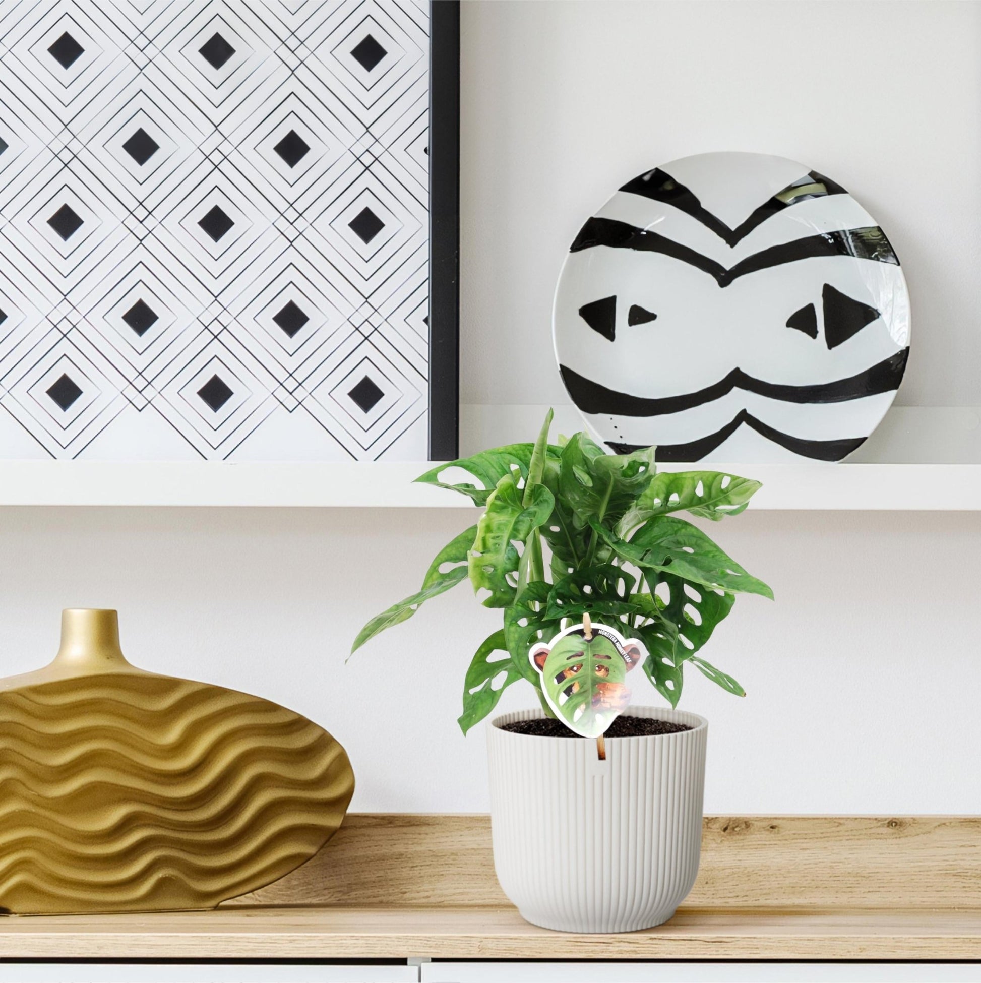 Monstera obliqua 'Monkey Leaf' - 25 cm - Forestbloom
