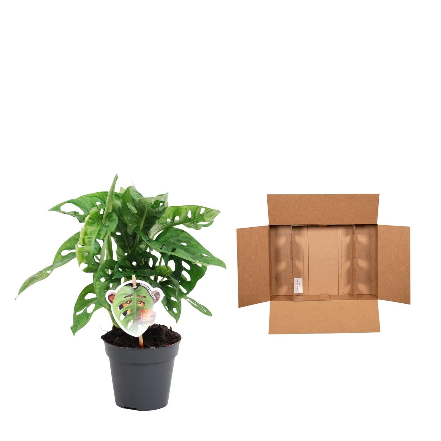 Monstera obliqua 'Monkey Leaf' - 25 cm - Forestbloom