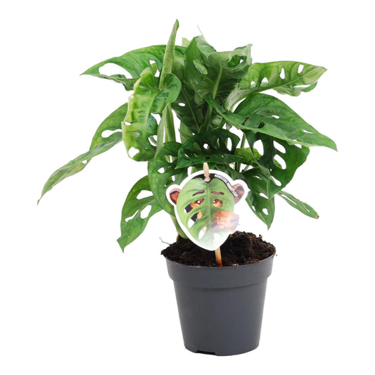 Monstera obliqua 'Monkey Leaf' - 25 cm - Forestbloom