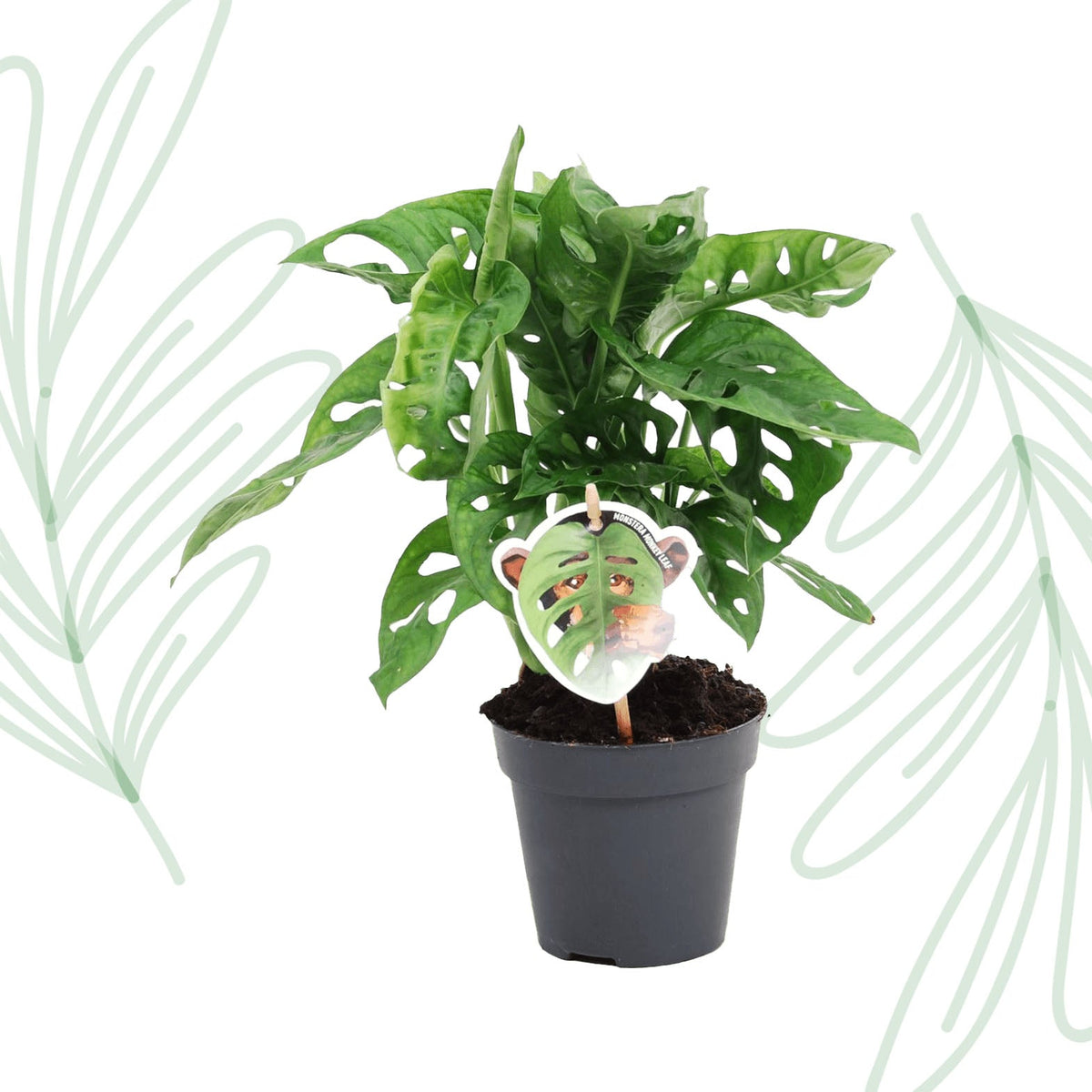 Monstera obliqua 'Monkey Leaf' - 25 cm - Forestbloom