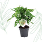 Monstera obliqua 'Monkey Leaf' - 25 cm - Forestbloom