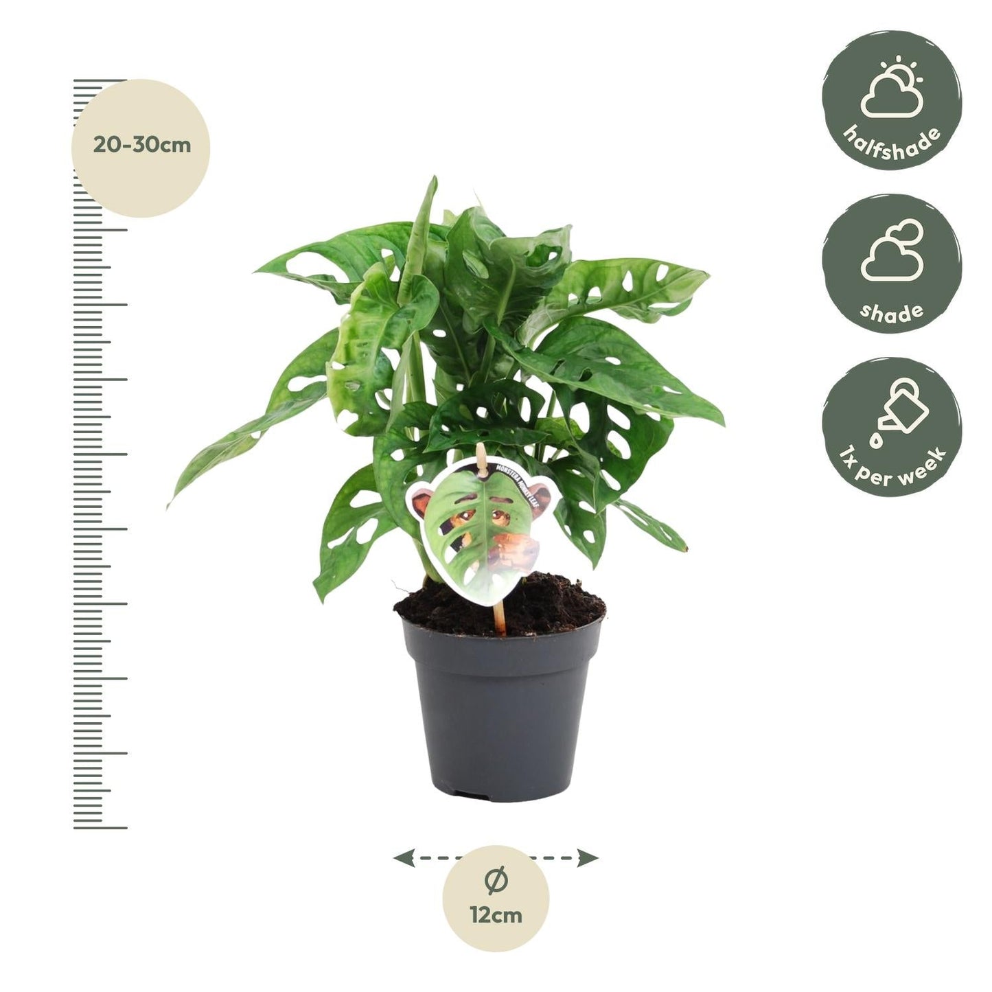 Monstera obliqua 'Monkey Leaf' - 25 cm - Forestbloom