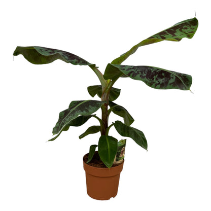 Musa (Bananenplant) - 80 cm - Forestbloom