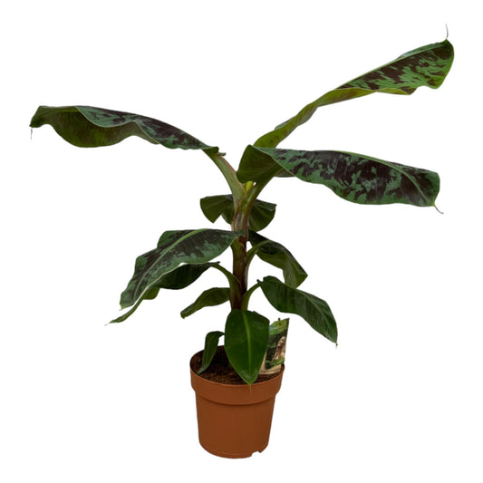 Musa (Bananenplant) - 80 cm - Forestbloom