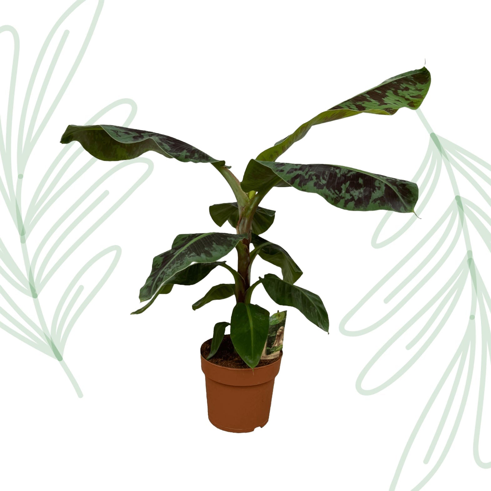 Musa (Bananenplant) - 80 cm - Forestbloom