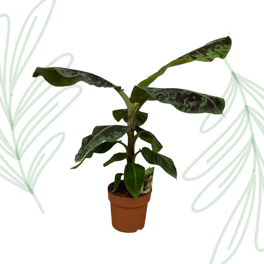 Musa (Bananenplant) - 80 cm - Forestbloom