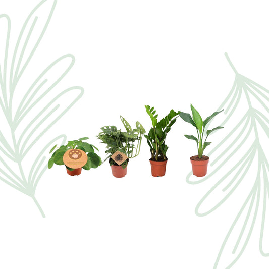 Musthave Plantenbox set van 4 - Forestbloom