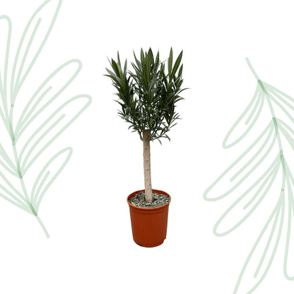 Nerium Oleander op stam met rode bloem - 110 cm - Forestbloom