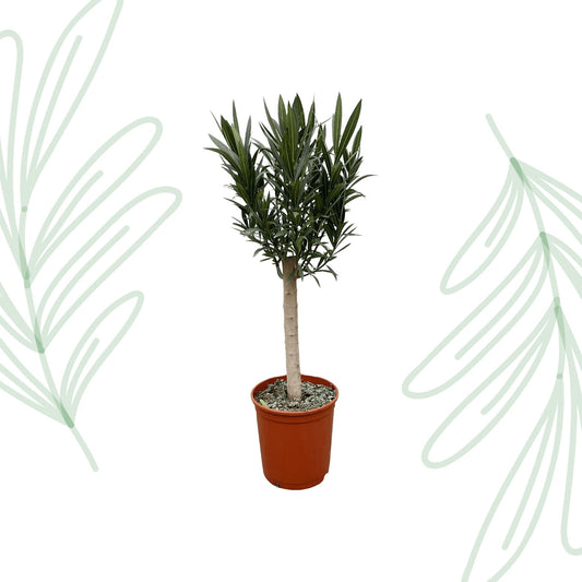 Nerium Oleander op stam met rode bloem - 110 cm - Forestbloom