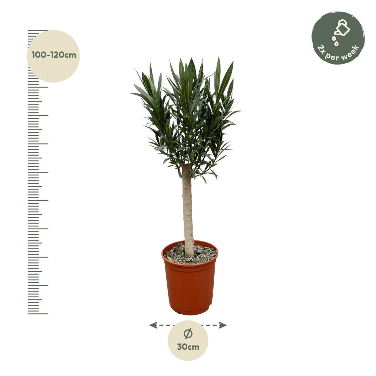 Nerium Oleander op stam met roze bloem - 110 cm - Forestbloom