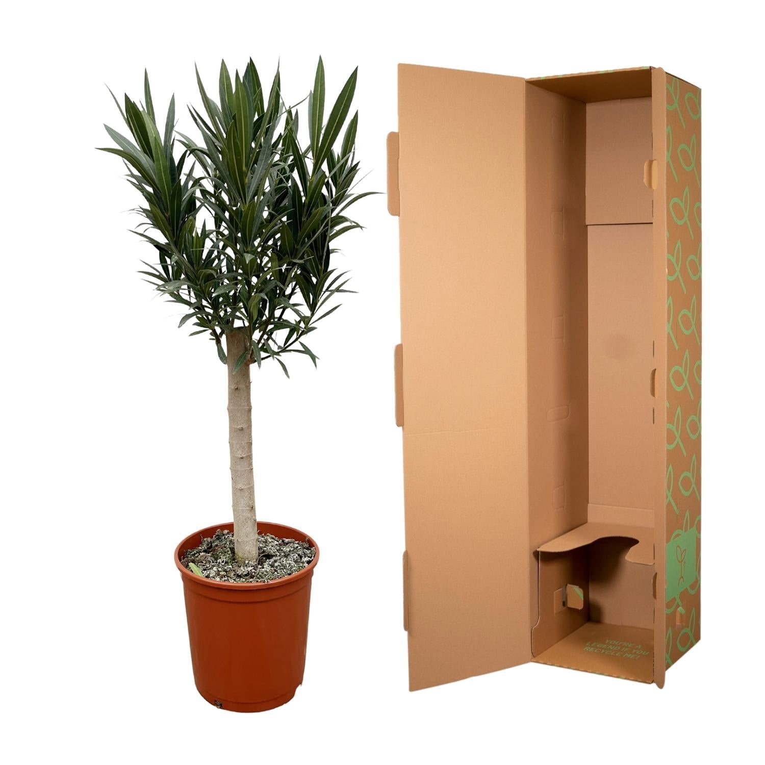 Nerium Oleander op stam met roze bloem - 110 cm - Forestbloom