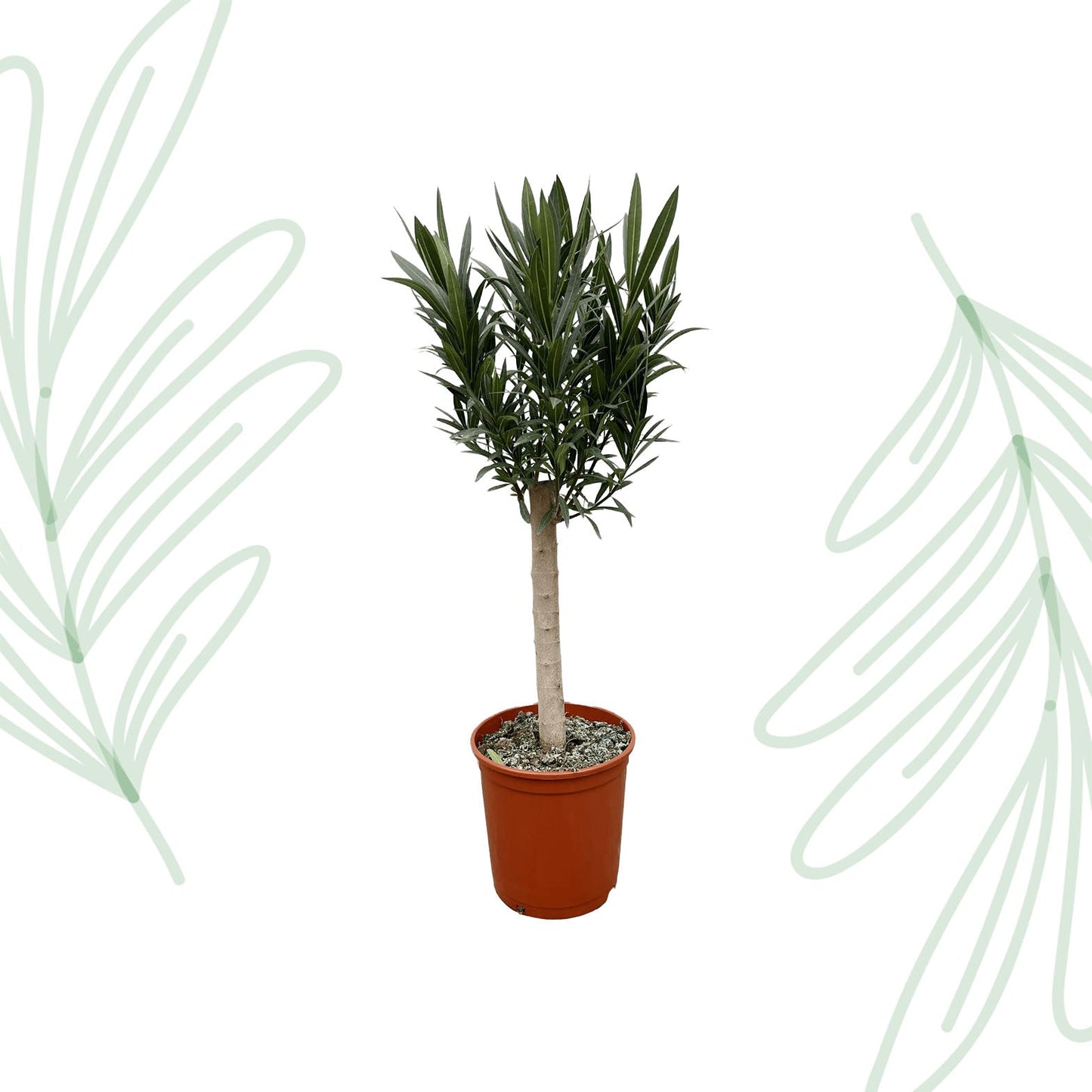Nerium Oleander op stam met roze bloem - 110 cm - Forestbloom