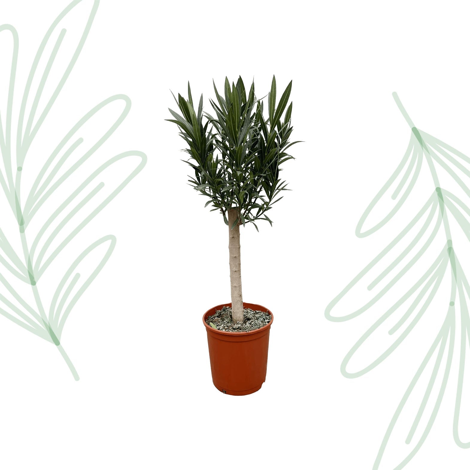 Nerium Oleander op stam met roze bloem - 110 cm - Forestbloom