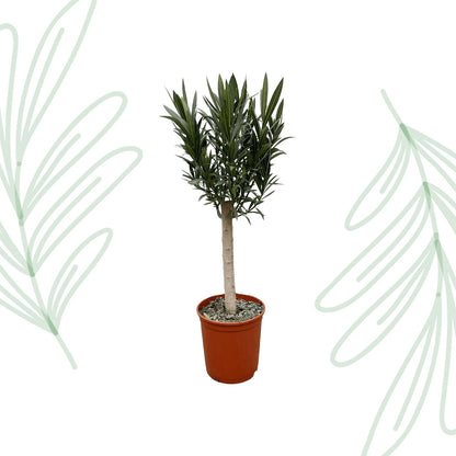 Nerium Oleander op stam met roze bloem - 110 cm - Forestbloom