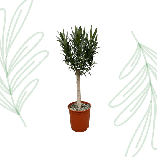 Nerium Oleander op stam met roze bloem - 110 cm - Forestbloom