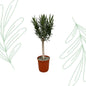 Nerium Oleander op stam met roze bloem - 110 cm - Forestbloom