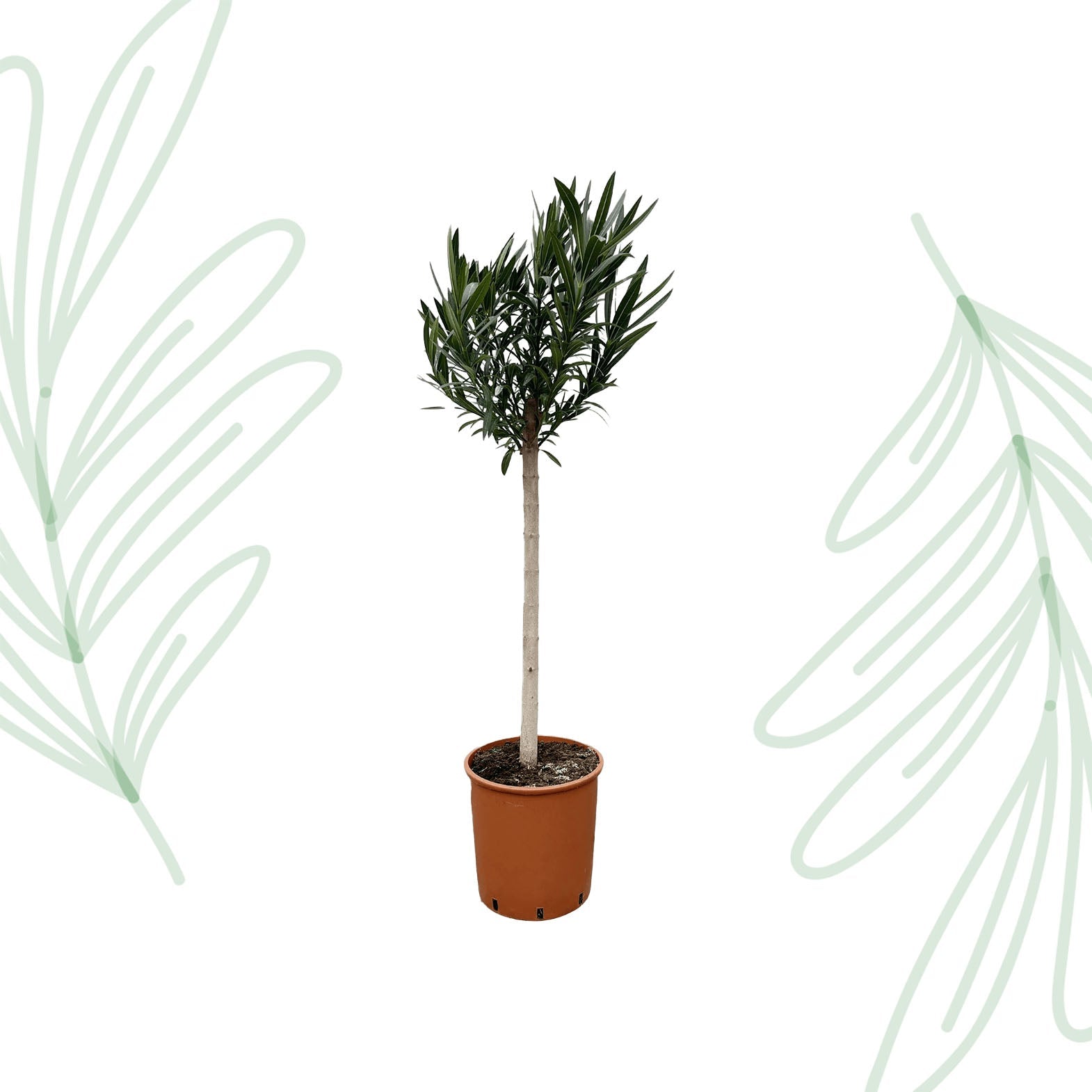 Nerium Oleander op stam met roze bloem - 150 cm - Forestbloom